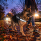TruePet Reflektierendes Hundegeschirr | Anti-Zug Brustgeschirr | Gepolstert | Nacht-Sichtbarkeit | S-XL