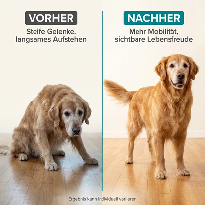 VitalPaw Pro™ — Rotlicht-Therapiegerät für Hunde | Gelenkgesundheit & Mobilität
