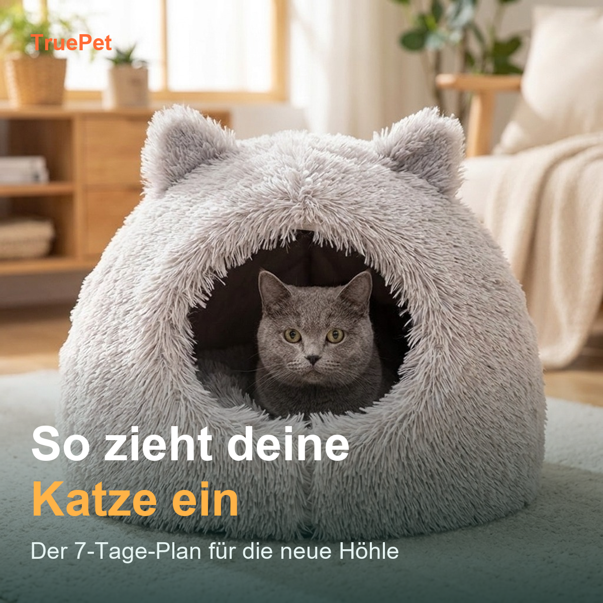 So zieht deine Katze ein | Der 7-Tage-Einzieh-Plan (PDF)