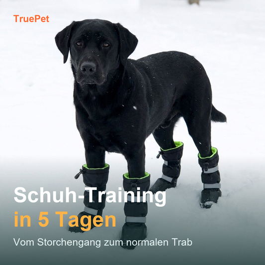 Schuh-Training in 5 Tagen | Der Eingewöhnungs-Plan für Hundeschuhe (PDF)