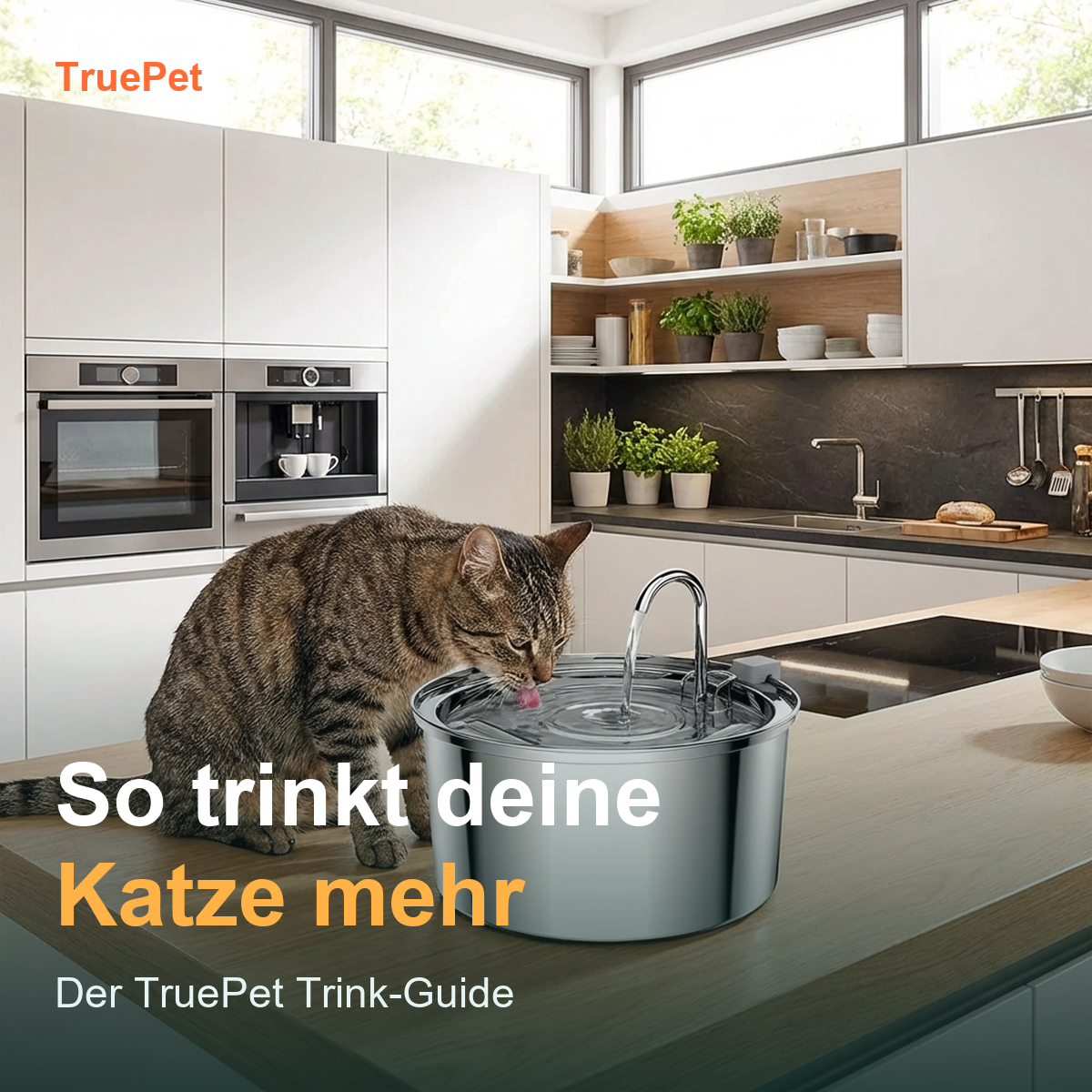 TruePet Katzenbrunnen-Guide — So trinkt deine Katze mehr (Digitaler Download)