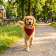 TruePet Kühlhalsband Hund | Kühltuch Bandana Sommer | Sofortige Abkühlung | Waschbar | S-L