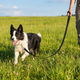 TruePet Schleppleine Hund | 5m 10m 15m | Reflektierend & Gepolstert | Nylon Training | Rückruftraining